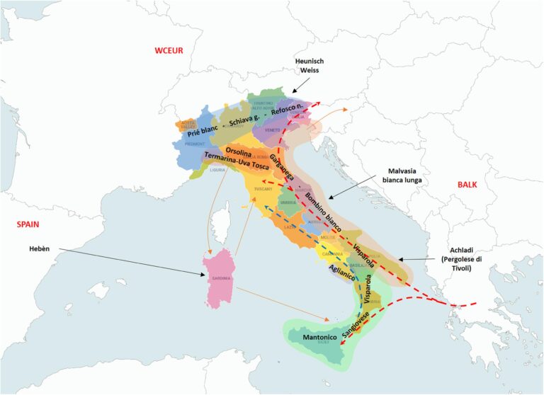 Parentage Atlas of Italian Grapevine Varieties as Inferred From SNP Genotyping