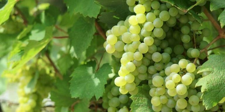 Vitigni PIWI nelle DOP: innovazione necessaria o minaccia all’identità?